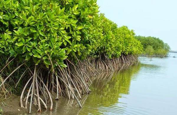 Atasi Abrasi Pantai Muaragembong Bekasi, Tanam Pohon Mangrove