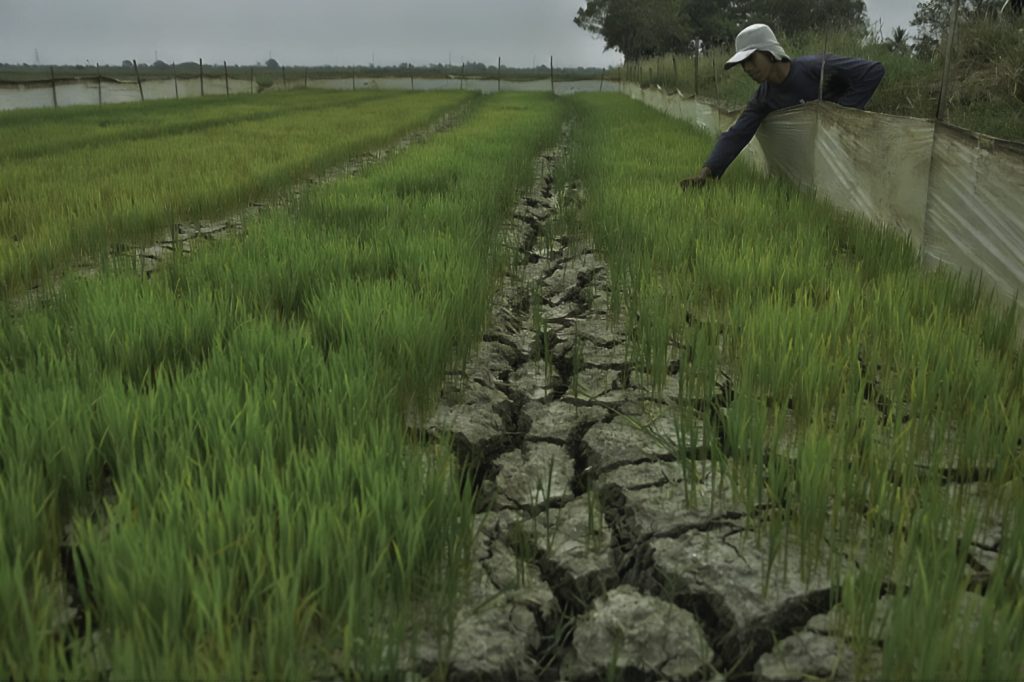 Kekeringan Melanda Persawahan Warga, Pemkab Siapkan Bantuan Pompa