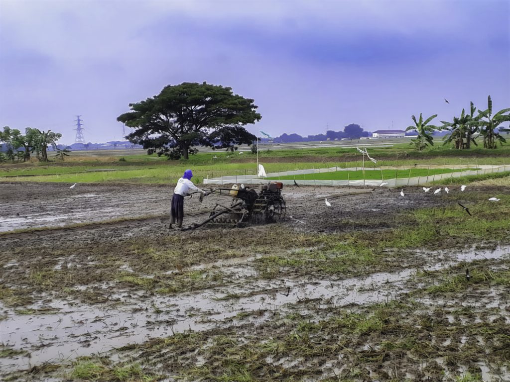 Lagi, Pemkab Bekasi Mengatasi 130 Hektare Dampak Kekeringan di Lahan Pertanian