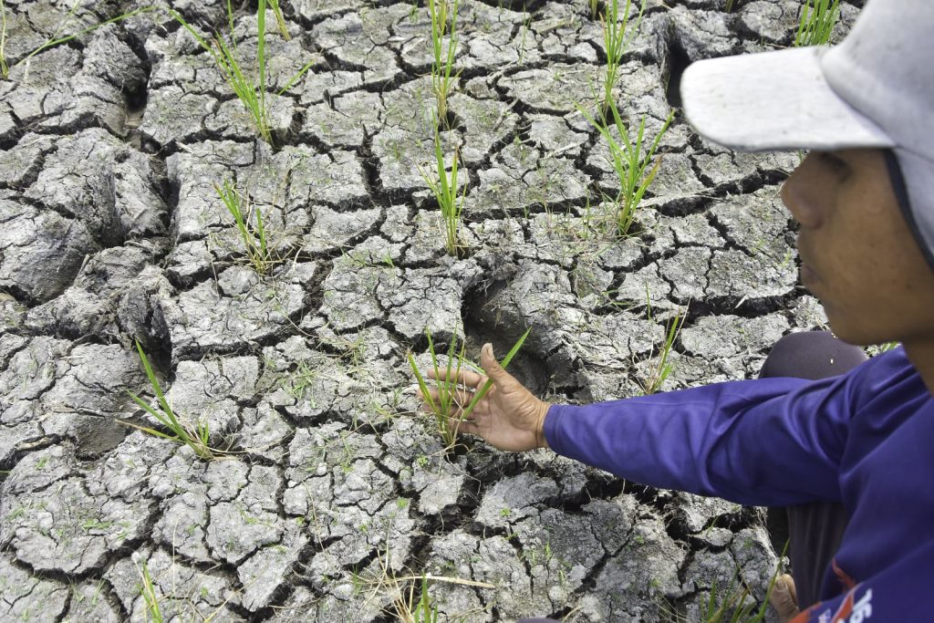 Lahan Pertanian di 19 Kecamatan Kabupaten Bekasi Terdampak Kekeringan