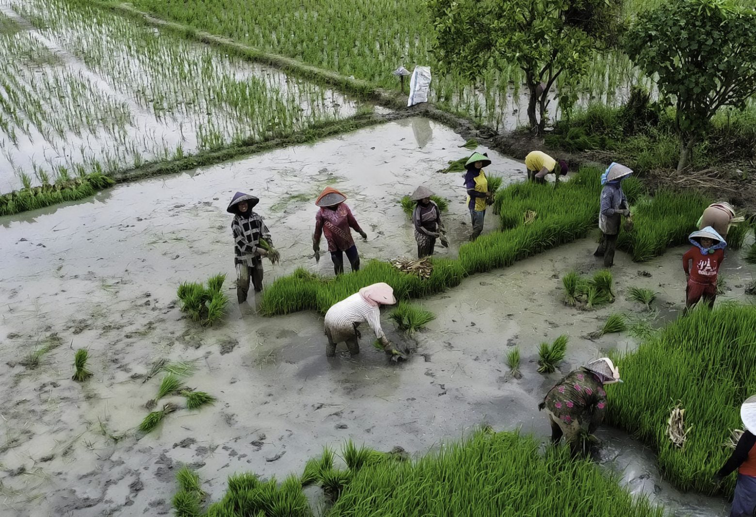 Petani Tadah Hujan di Cibarusah Tanam Padi Serentak