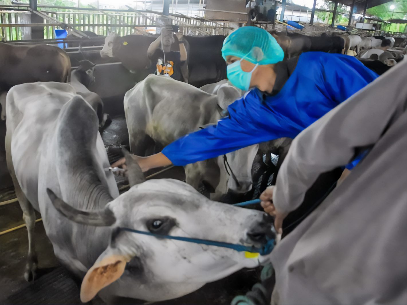 Pemkab Bekasi Kolaborasi dengan Peternak Cegah Penyakit PMK Hewan